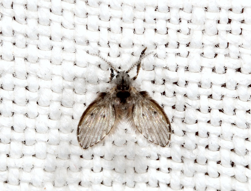 Psychoda alternata ?